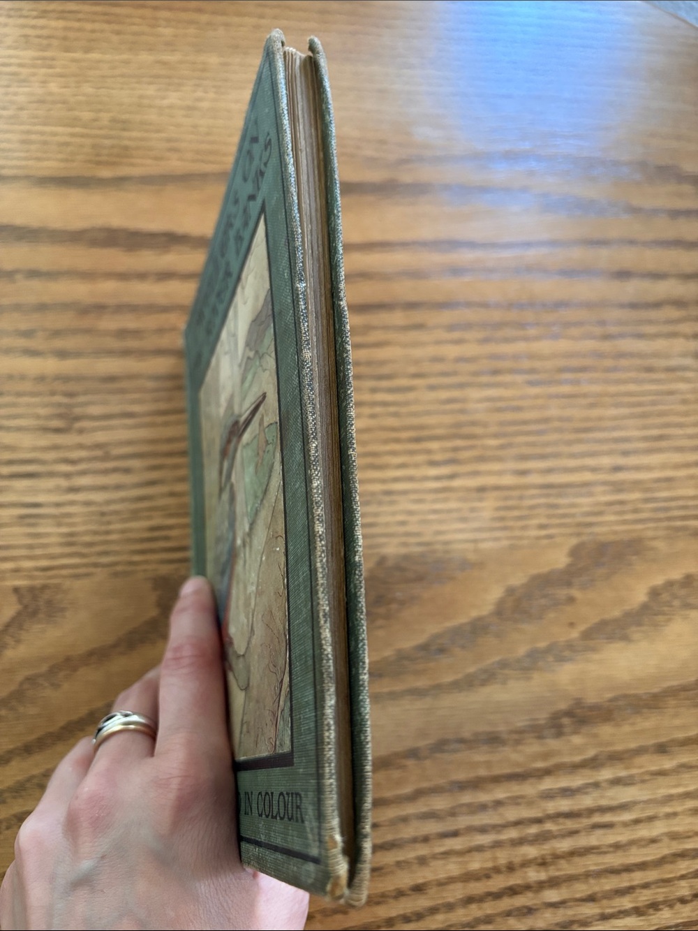 Vintage Bird Book “Dwellers on the River Banks” - Picture 12 of 12